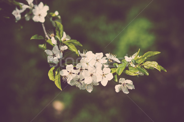 Fioritura ramo albicocca albero da frutto fiori bianchi Foto d'archivio © manera