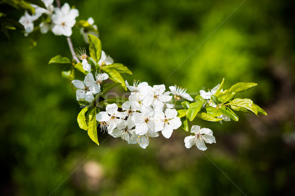 Fioritura ramo albicocca albero da frutto fiori bianchi Foto d'archivio © manera