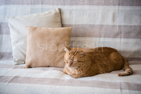 Faul Ingwer Katze Verlegung Sofa groß Stock foto © manera