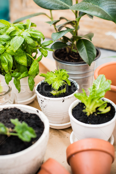 balcony garden  Stock photo © manera