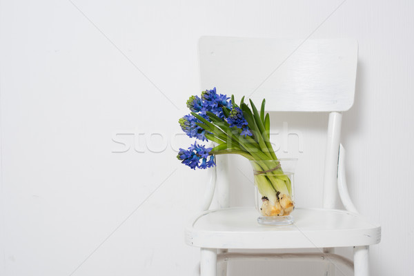 blue hyacinth in a vase Stock photo © manera