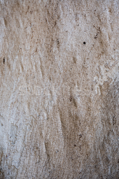 Albero corteccia crepe texture naturale abstract Foto d'archivio © manera