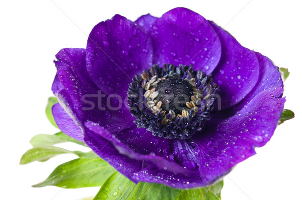 purple anemone flower Stock photo © manera