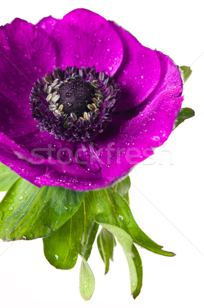 anemone pink flower Stock photo © manera
