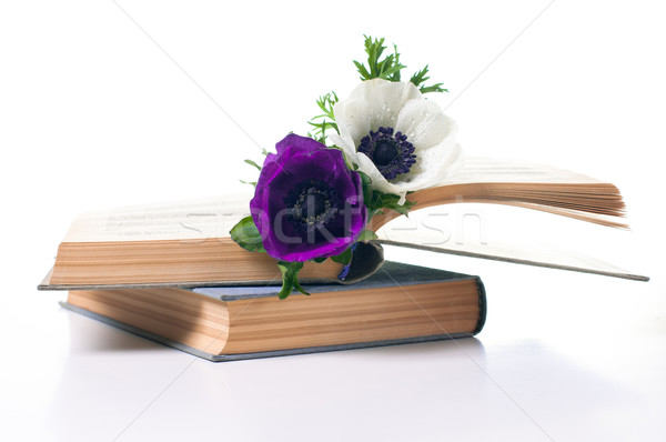 Two anemone flowers in an old book Stock photo © manera