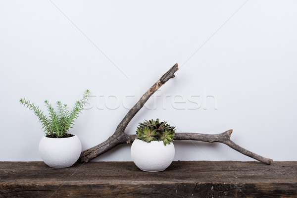 Stílus lakberendezés rusztikus fa deszka növények fehér Stock fotó © manera