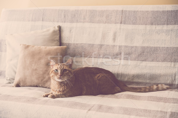 Imagine de stoc: Lenes · ghimbir · pisică · canapea · mare