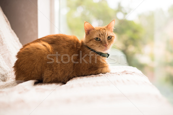 Ghimbir pisică canapea fereastră acasă Imagine de stoc © manera