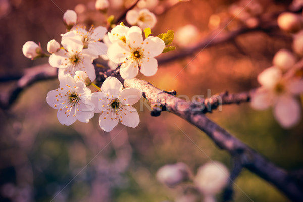 Aprikose Baum Blumen Zweig weißen Blüten Stock foto © manera