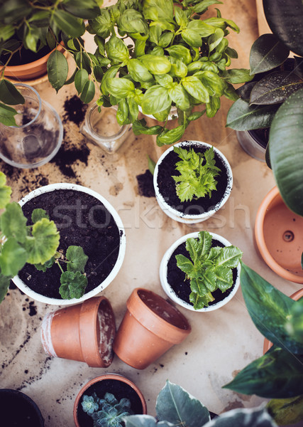 balcony garden  Stock photo © manera