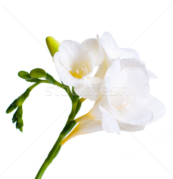 Close up of white freesia Stock photo © manera