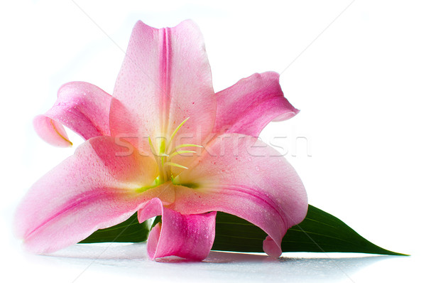 pink lily with water drops isolated Stock photo © manera