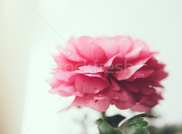 pink buttercup flower  Stock photo © manera