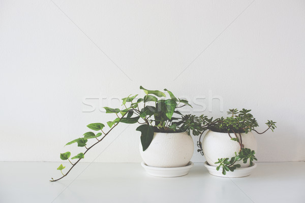 Grünen home Pflanzen Keramik weiß Tageslicht Stock foto © manera