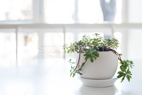 Verde acasă plantă ceramică oală tabel Imagine de stoc © manera