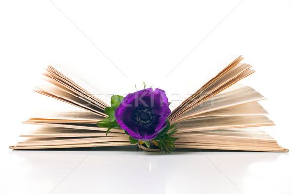anemone flower in an old book Stock photo © manera