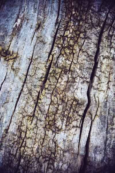 Boom schors scheuren textuur natuurlijke abstract Stockfoto © manera