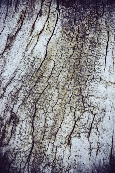 Copac scoarţă fisuri textură natural abstract Imagine de stoc © manera
