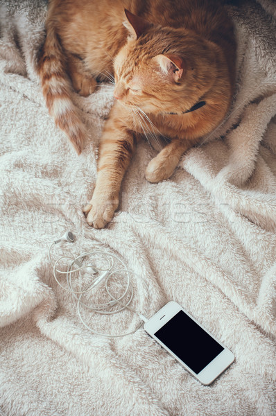 Macska okostelefon nagy piros hazugságok puha Stock fotó © manera