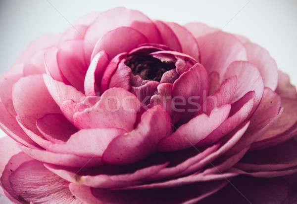 pastel pink buttercup Stock photo © manera