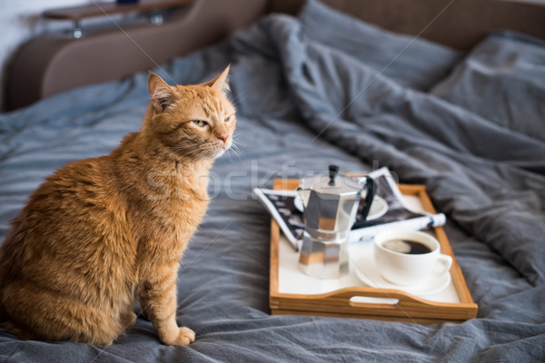 Coffee and breakfast in bed with lazy ginger cat Stock photo © manera