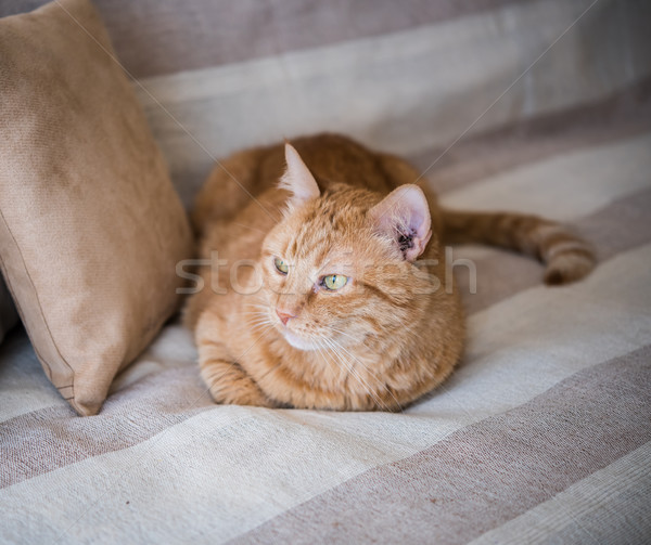 Faul Ingwer Katze Verlegung Sofa groß Stock foto © manera