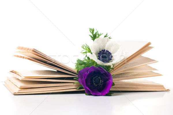 Foto stock: Dois · flores · velho · livro · branco · fundo · educação