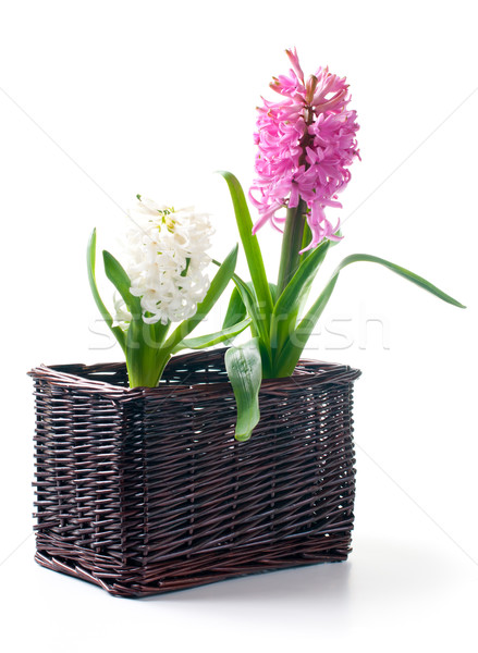 Two hyacinth in a basket Stock photo © manera