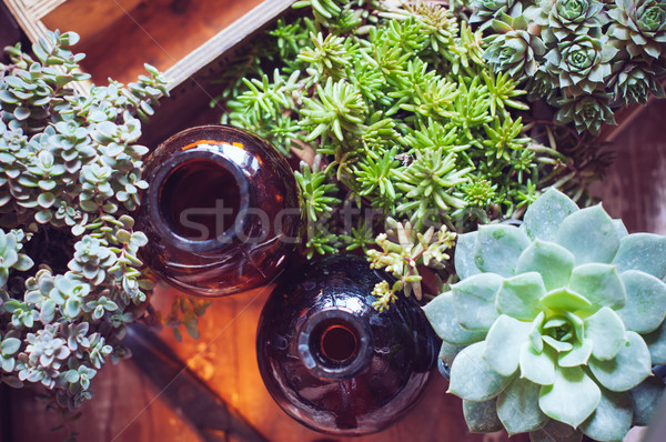 Huis planten flessen groene oude houten Stockfoto © manera