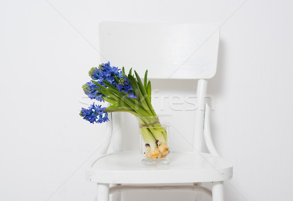 blue hyacinth in a vase Stock photo © manera