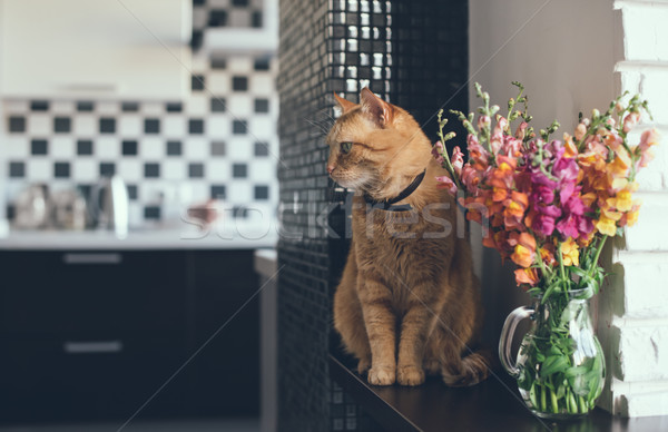 Krajowy czerwony kot bukiet kwiaty nowoczesne Zdjęcia stock © manera