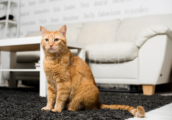 Ginger cat sitting Stock photo © manera