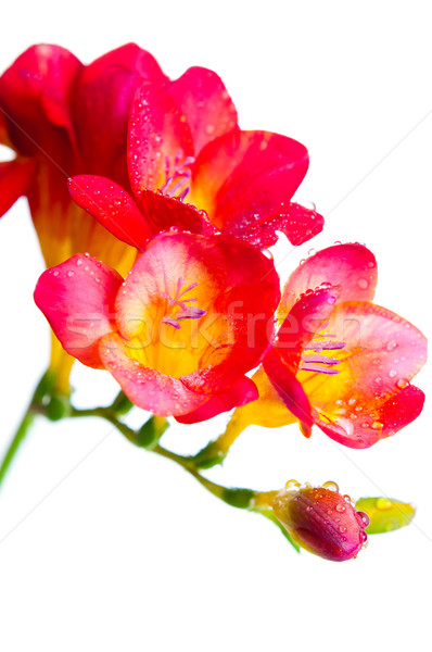 red and yellow flowers of freesia Stock photo © manera