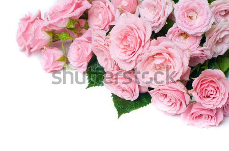Islak Pembe Guller Beyaz Buket Yalitilmis Stok Fotograf C Daria Minaeva Manera 4336907 Stockfresh