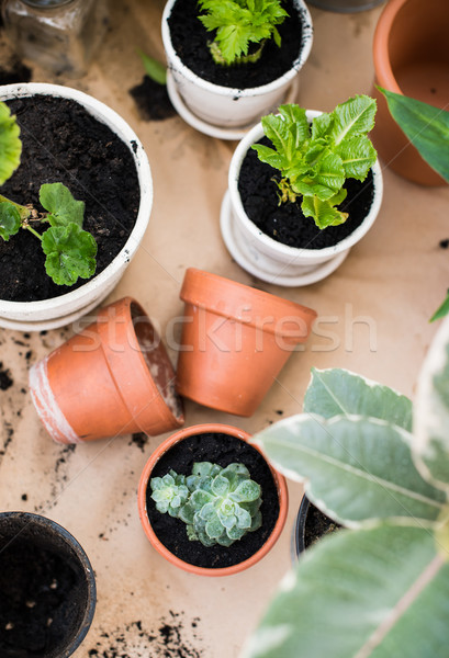 balcony garden  Stock photo © manera