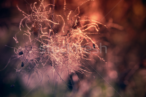 Stock foto: Abstrakten · Natur · Pflanzen · Niederlassungen · weichen · Schwerpunkt