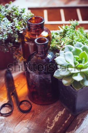 Foto stock: Casa · plantas · botellas · verde · edad