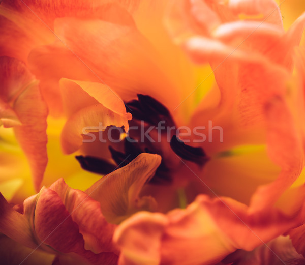 Narancs tulipán szirmok makró lövés virág Stock fotó © manera