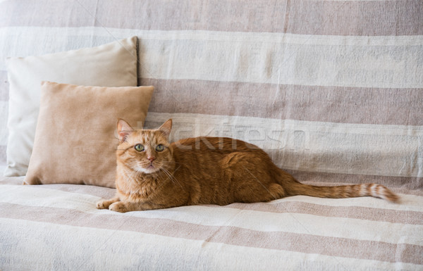 Stock fotó: Lusta · gyömbér · macska · fektet · kanapé · nagy