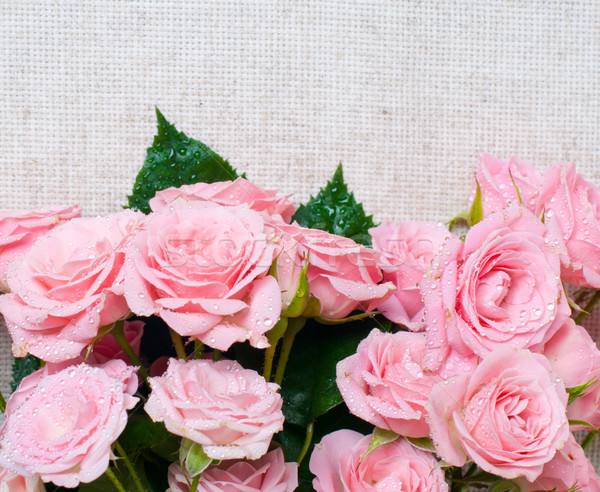 Nedves rózsaszín rózsák szürke vászon szövet Stock fotó © manera