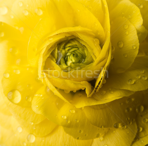 Citromsárga virág fényes élénk makró lövés Stock fotó © manera