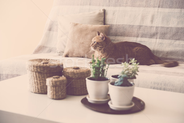 Leniwy imbir kot sofa duży Zdjęcia stock © manera