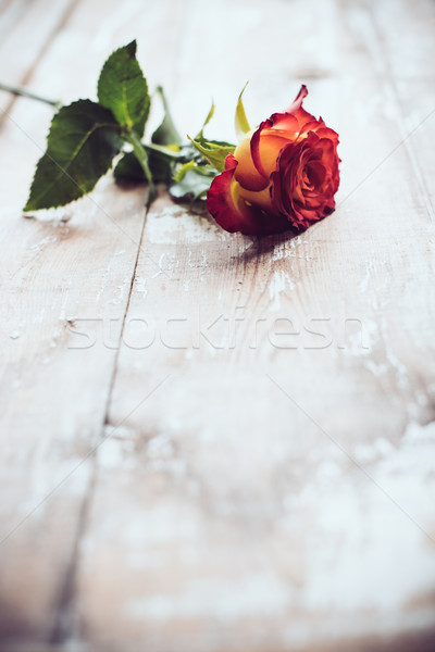 Stock photo: Fresh red rose