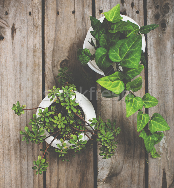 Natural green plants on an old vintage wooden board Stock photo © manera