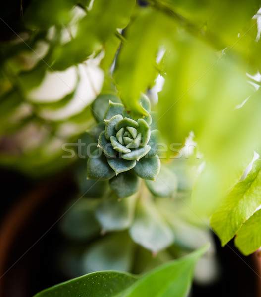 succulent through the leaves Stock photo © manera