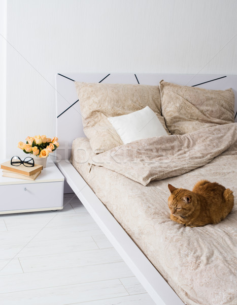 Kedi Uyku Yatak Parlak Beyaz Yatak Odasi Stok Fotograf C Manera 6110593 Stockfresh