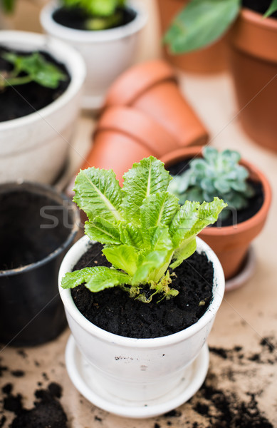 商業照片: 陽台 · 花園 · 自然 · 植物 · 綠色 · 城市