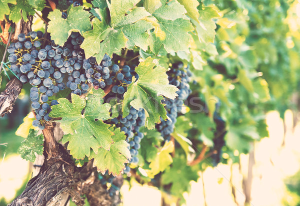 Ripe grapes Stock photo © manera