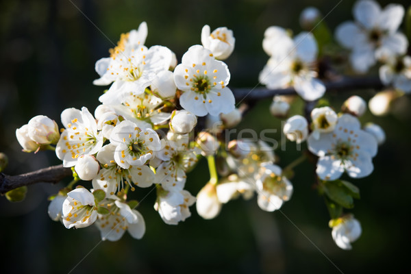 Aprikose Baum Blumen Zweig weißen Blüten Stock foto © manera