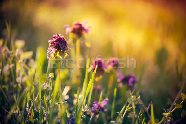 紫色 花卉 綠草 春天 森林 商業照片 © manera